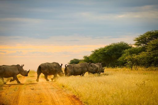 Rhino Tracking activity image