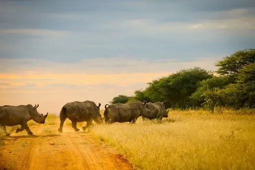 Rhino Tracking in Etosha region of Namibia