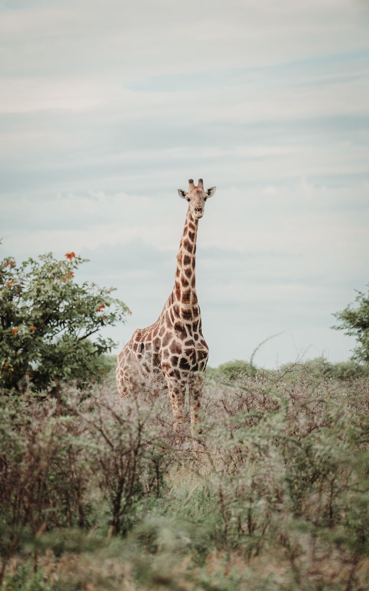 Safari in Etosha in undefined region of undefined