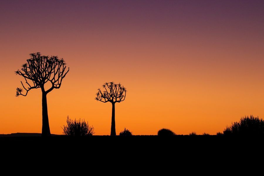 Quiver Tree Forest in undefined region of undefined