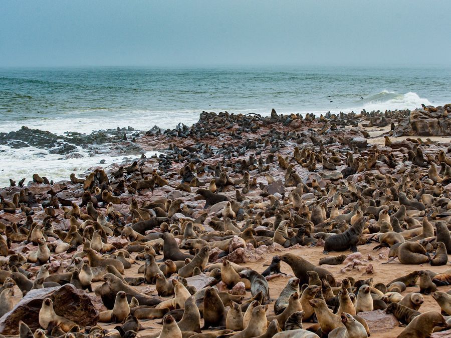 Cape Cross Seal Reserve in undefined region of undefined