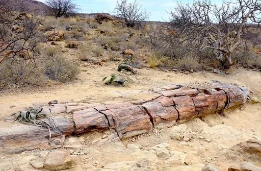 Petrified Forest in Damaraland region of Namibia