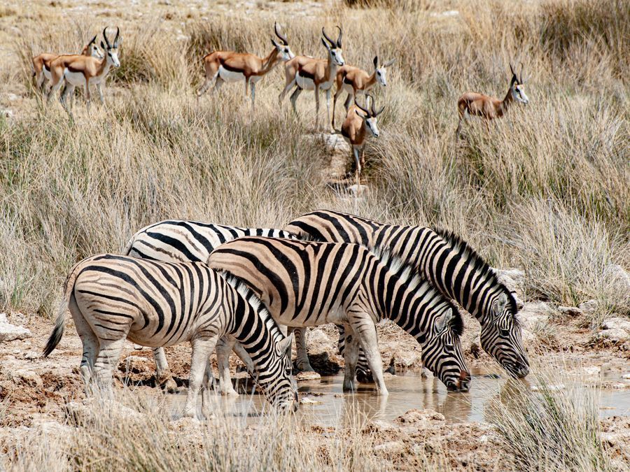 Safari in Etosha in undefined region of undefined