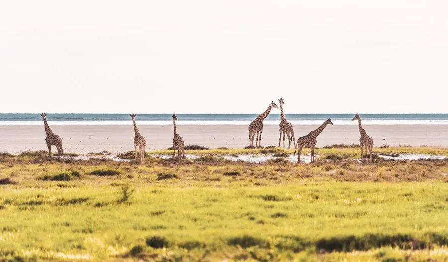 Safari Escape cover photo