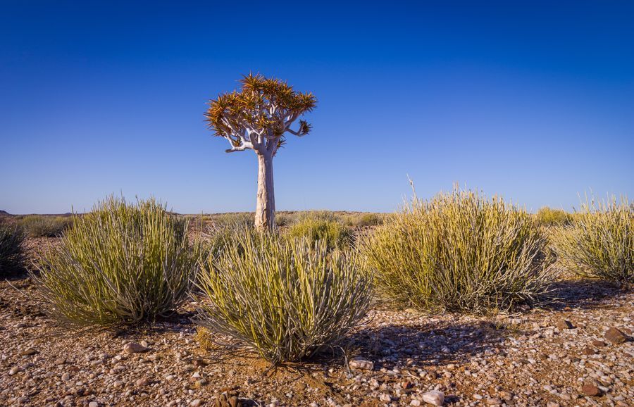 Quiver Tree Forest in undefined region of undefined