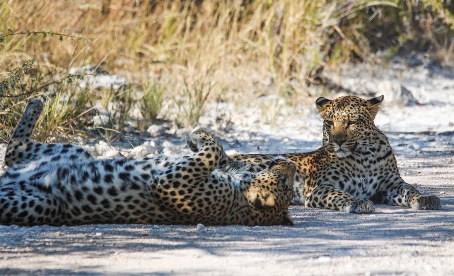 Safari in Etosha in undefined region of undefined