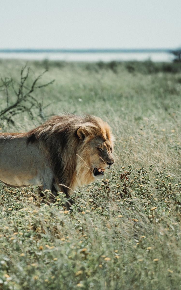 Safari in Etosha in undefined region of undefined