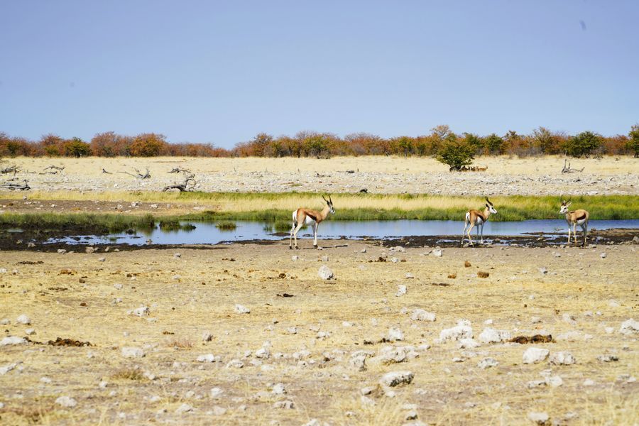 Safari in Etosha in undefined region of undefined