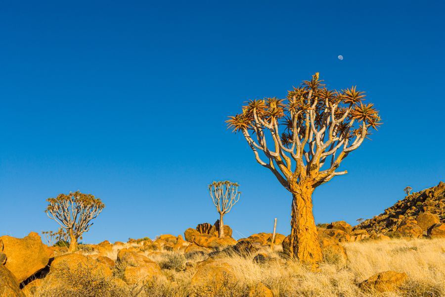 Quiver Tree Forest in undefined region of undefined