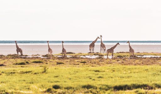 Safari in Etosha activity image