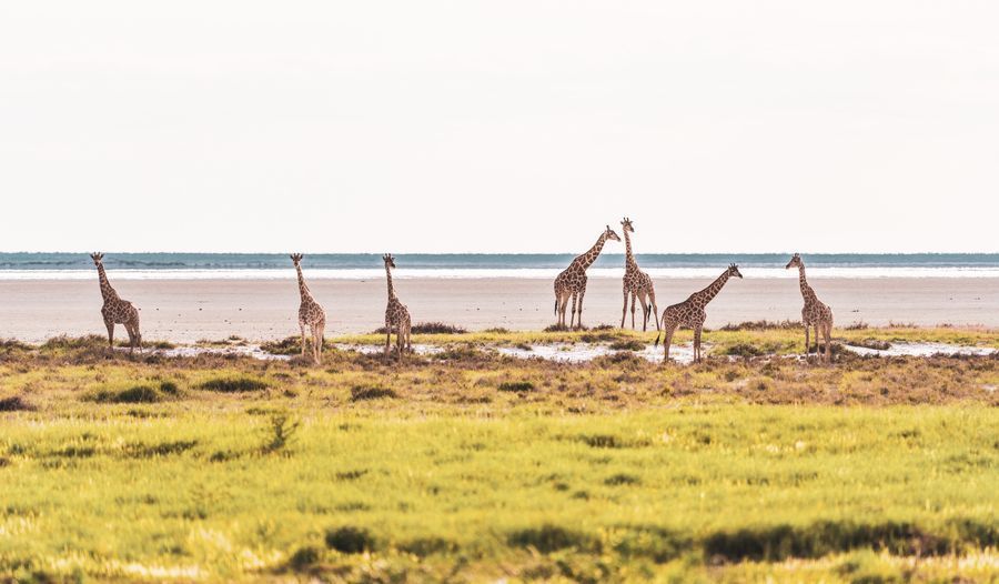 Safari in Etosha in undefined region of undefined