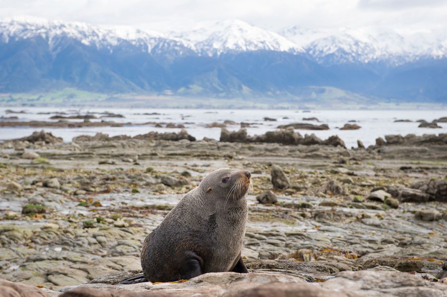 Whale Watch Kaikōura in undefined region of undefined