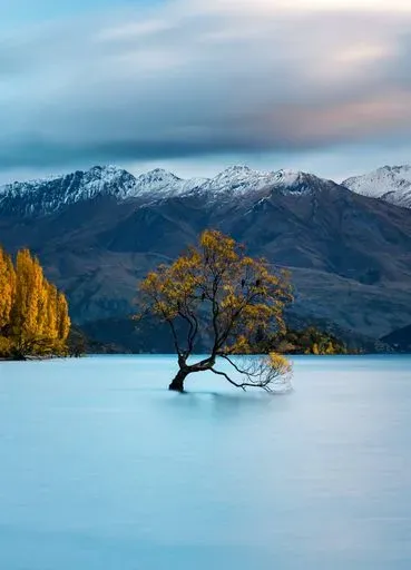 That Wānaka Tree in Queenstown region of New Zealand