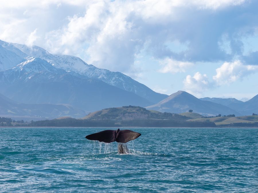 Whale Watch Kaikōura in undefined region of undefined