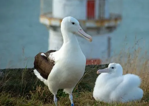 Royal Albatross Centre in Dunedin region of New Zealand