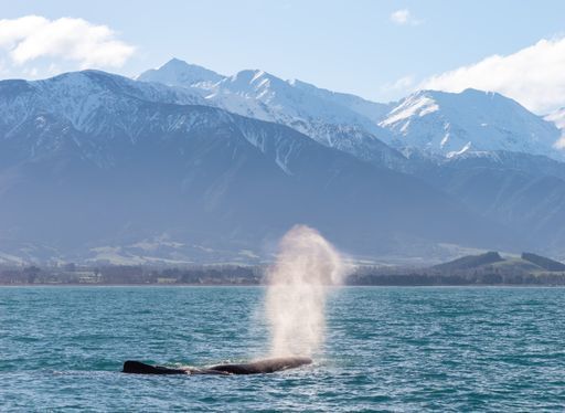 Whale Watch Kaikōura activity image