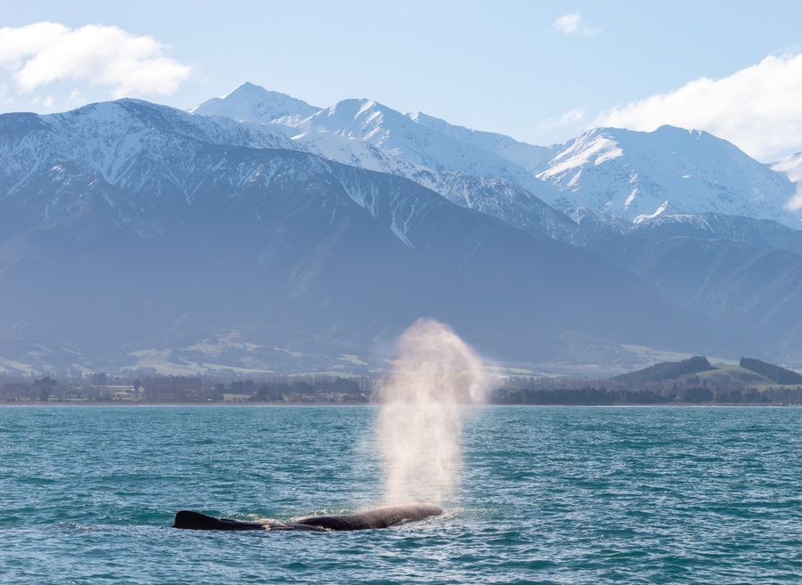 Whale Watch Kaikōura in undefined region of undefined