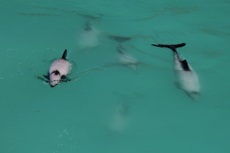 Whale Watch Kaikōura in undefined region of undefined