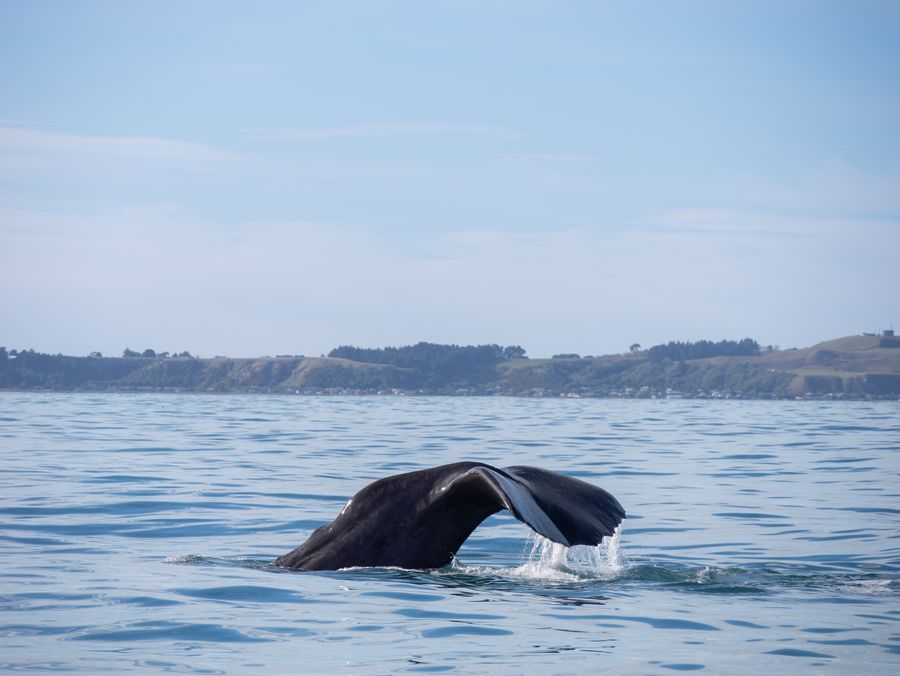 Whale Watch Kaikōura in undefined region of undefined