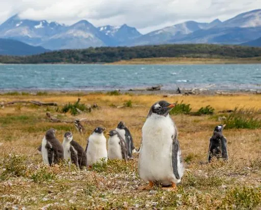 Tierra Del Fuego in Punta Arenas region of Patagonia