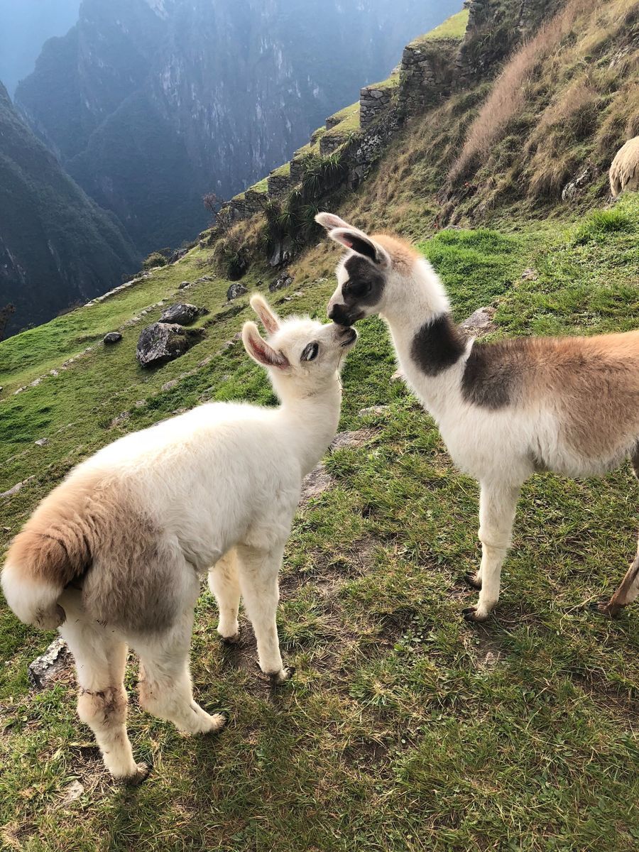 Machu Picchu Citadel in undefined region of undefined