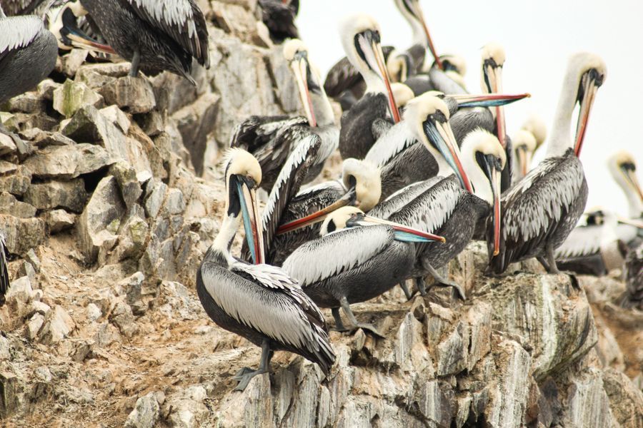 Islas Ballestas in undefined region of undefined