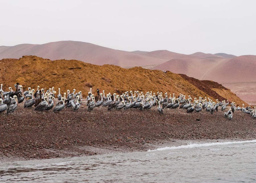 Islas Ballestas in undefined region of undefined