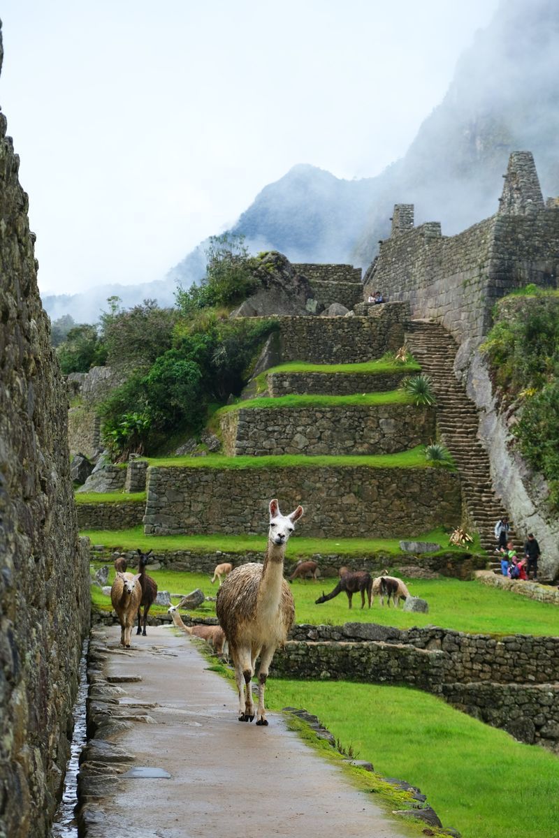 Machu Picchu Citadel in undefined region of undefined