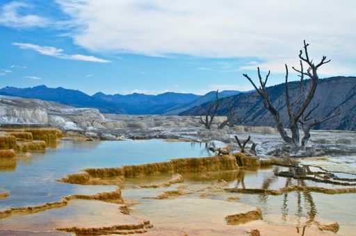 Mammoth Hot Springs activity image