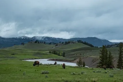 Lamar Valley in Canyon Village region of Yellowstone