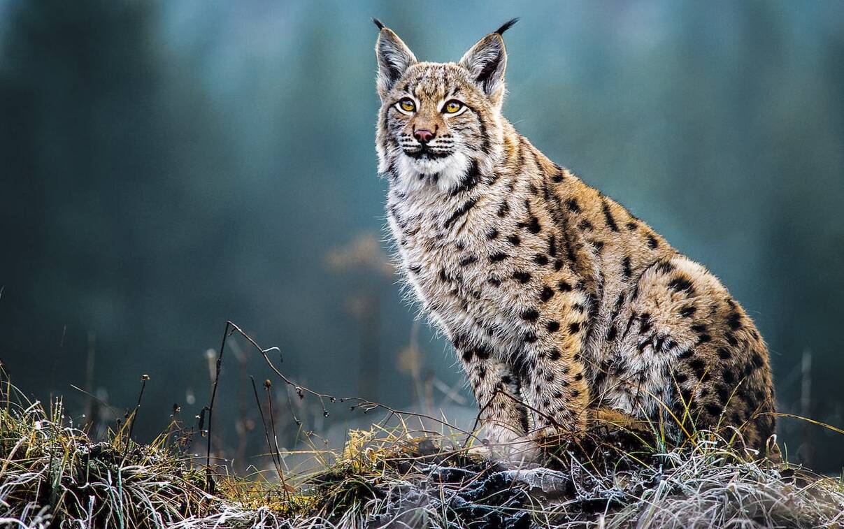 Балкански рис