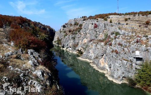 Бели Дрим