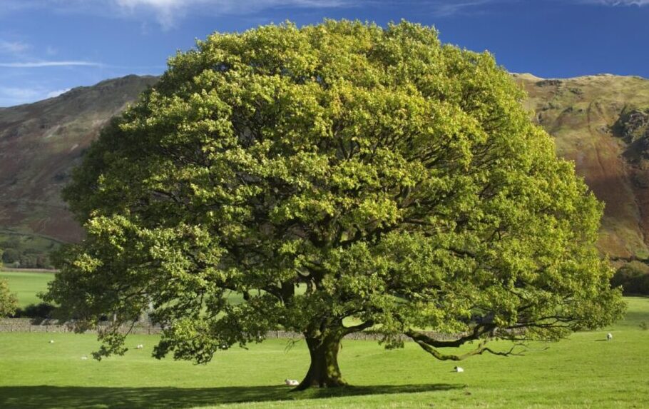 Храст лужњак