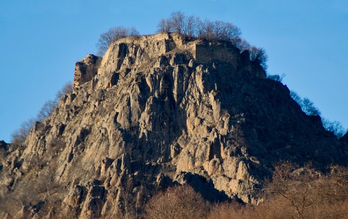 Јелеч рашки
