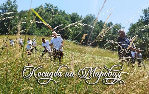 Косидба на Маровцу