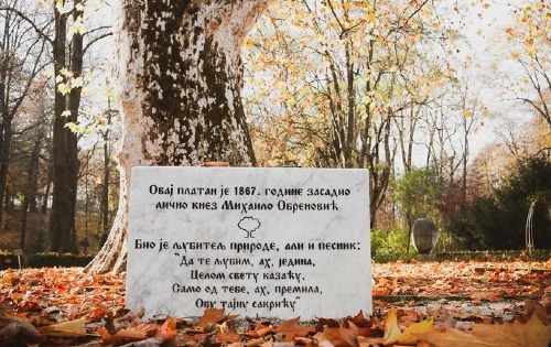 Платан кнеза Михаила