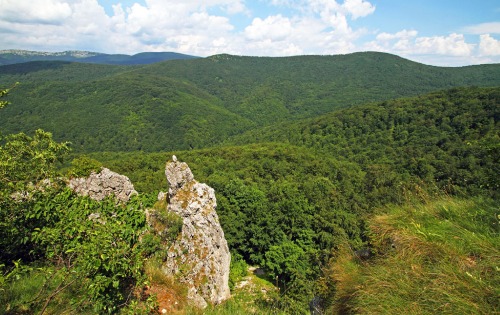 Прашума Винатовача