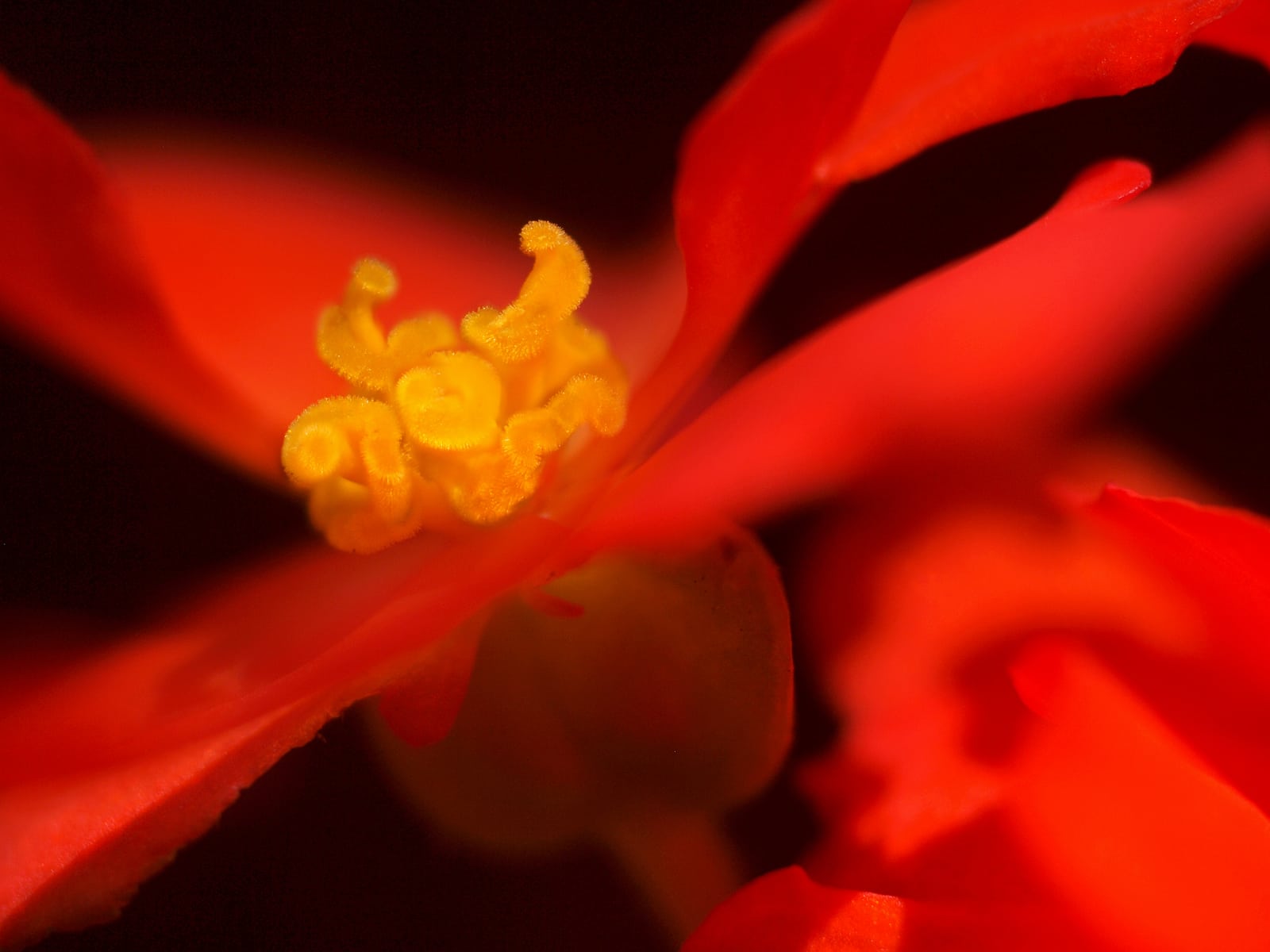 Begonian Dream