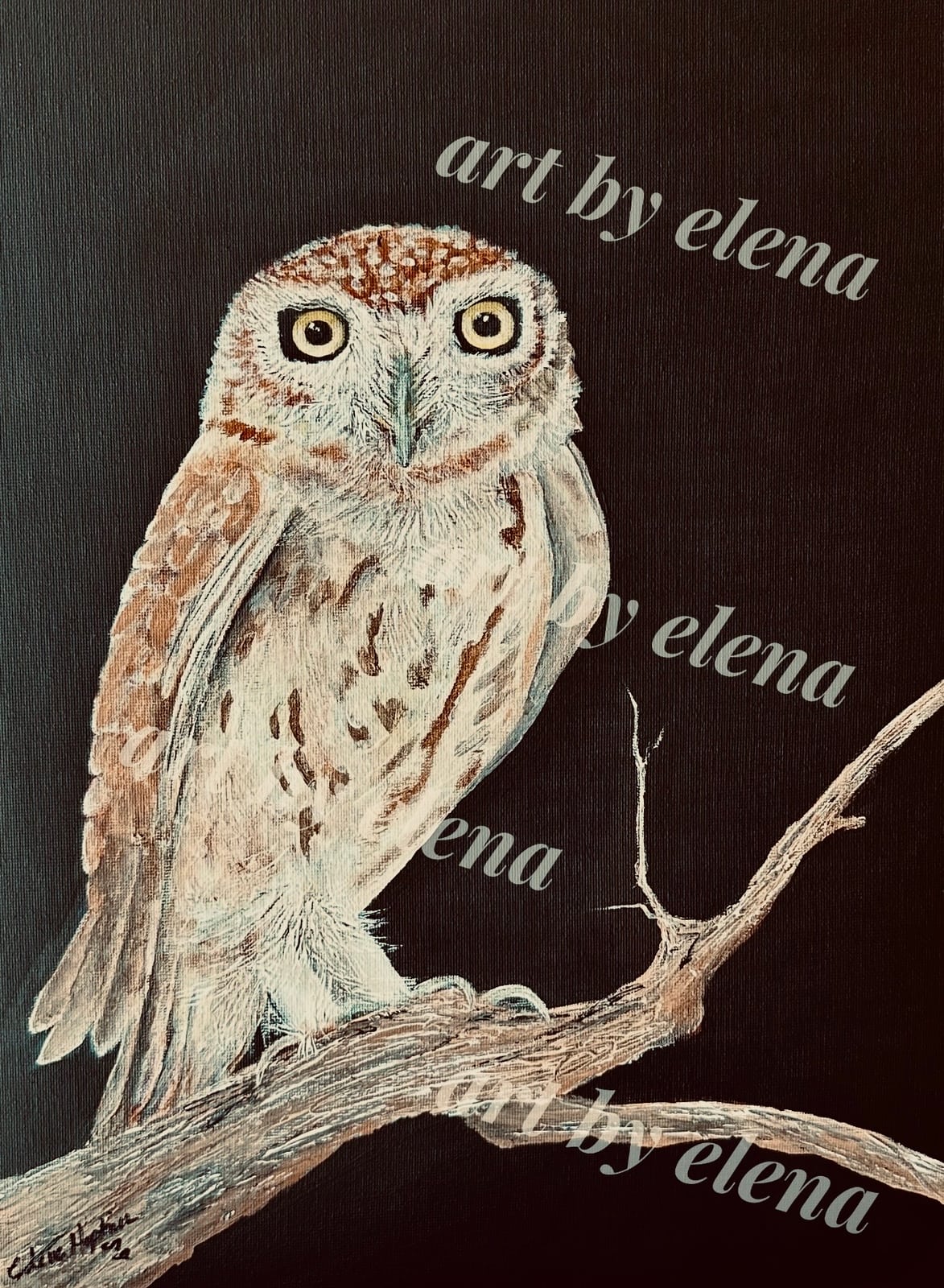 Little Owl Athene Noctua