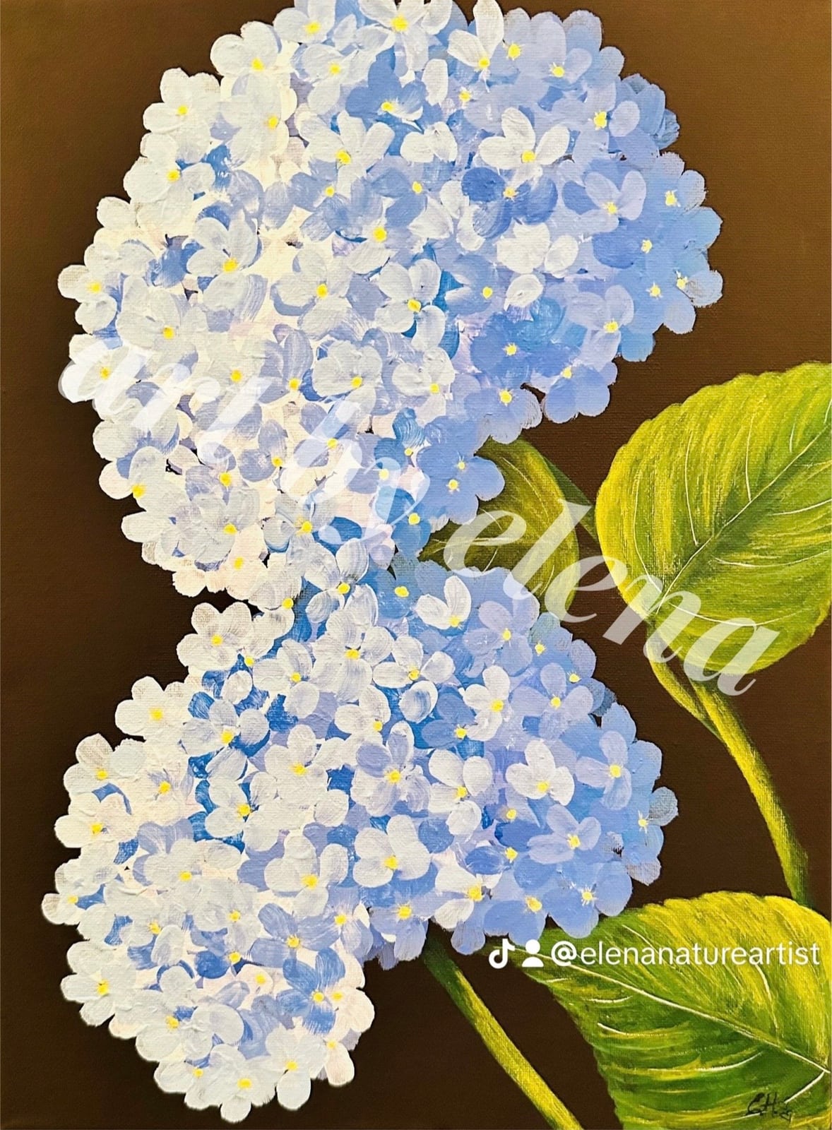 Blue Hydrangeas