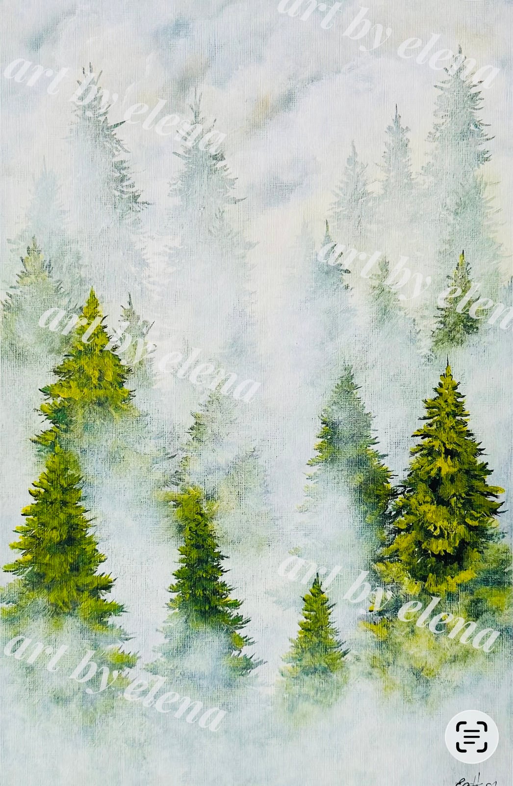 Evergreens Coveded By Foggy Mist