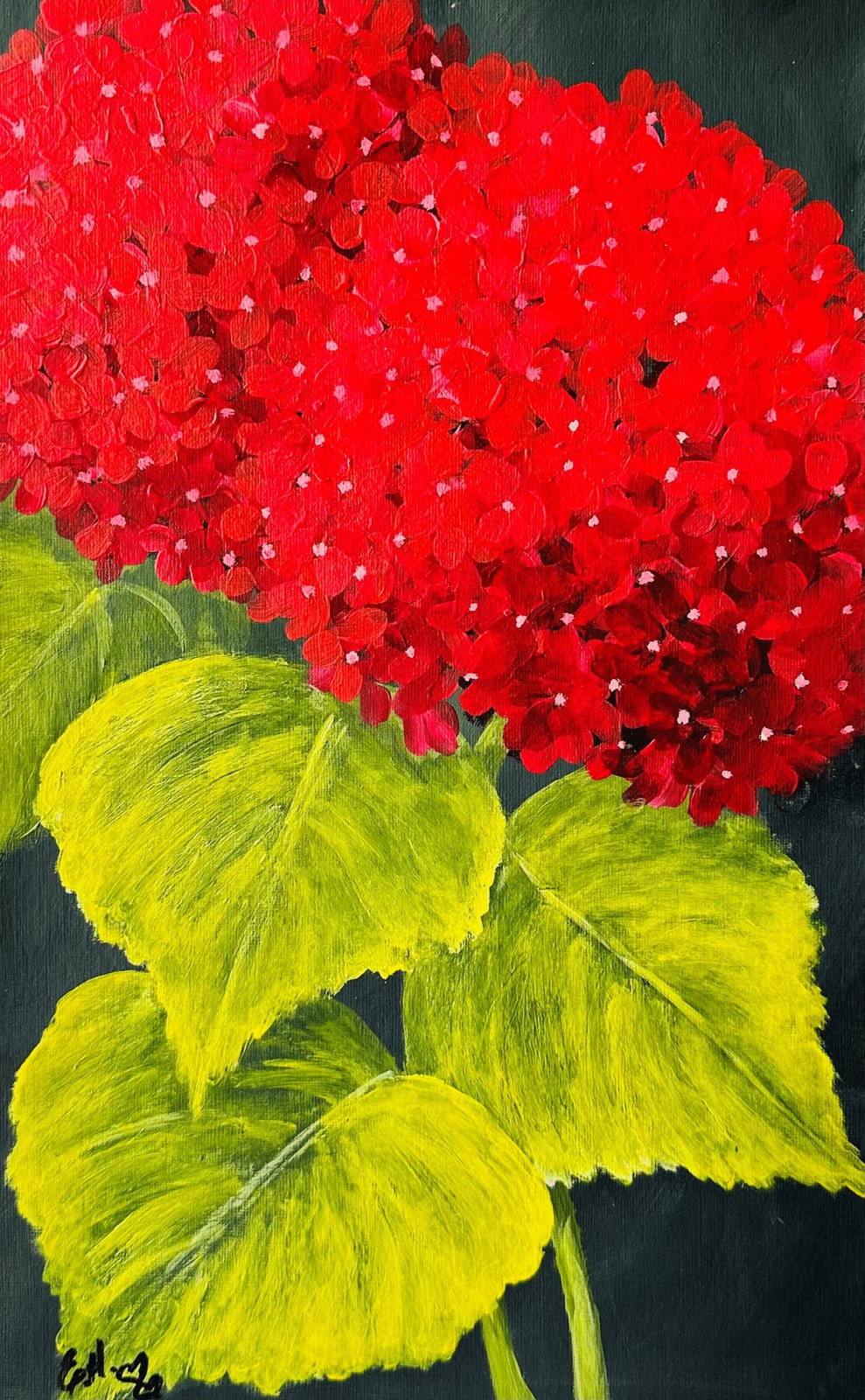 Red Hydrangeas