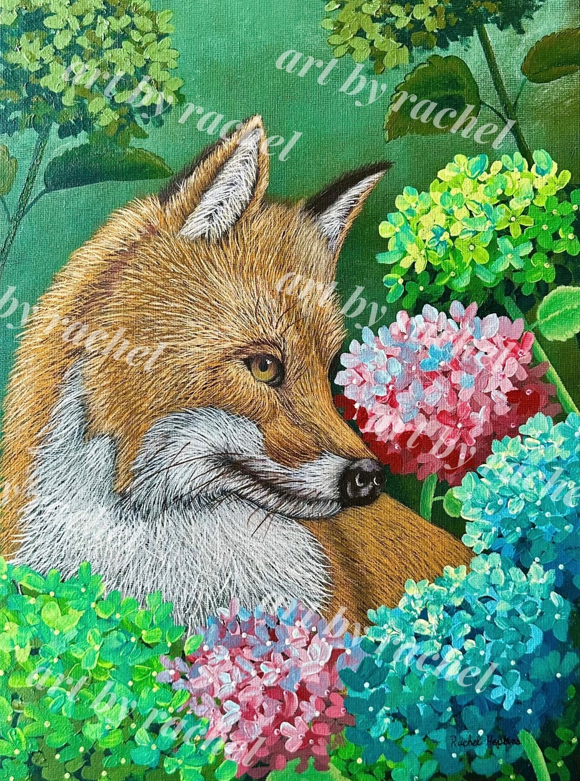 Fox among the hydrangeas