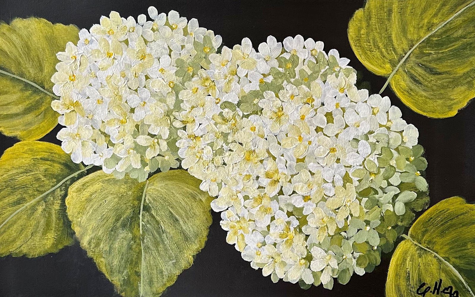 Green and White Hydrangeas