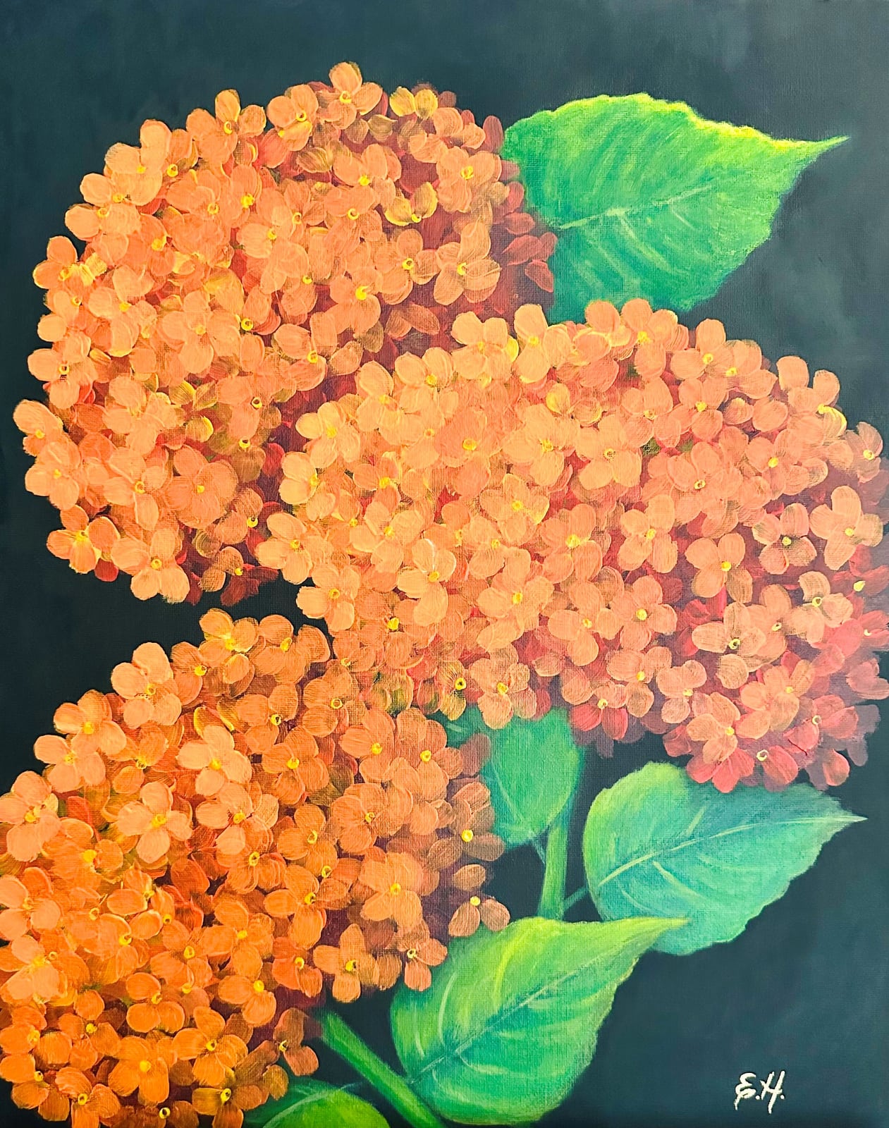 Orange Hydrangeas