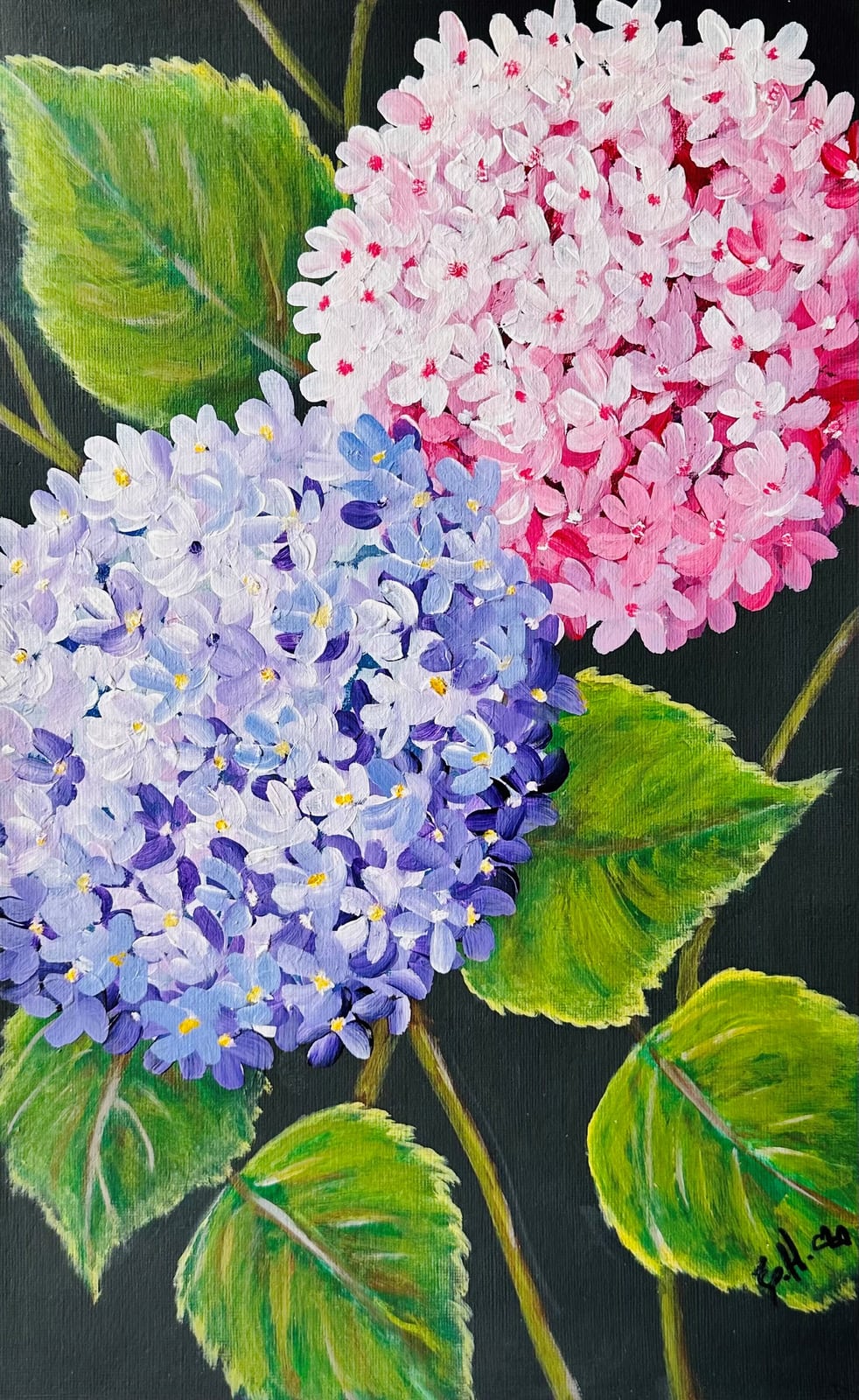 Purple and Pink Hydrangeas