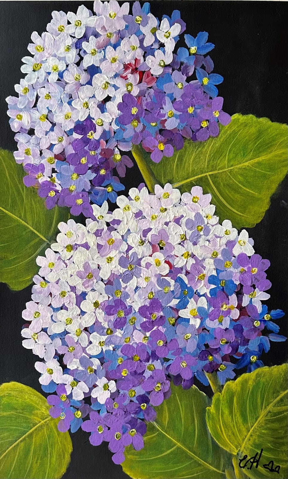 Purple Hydrangeas
