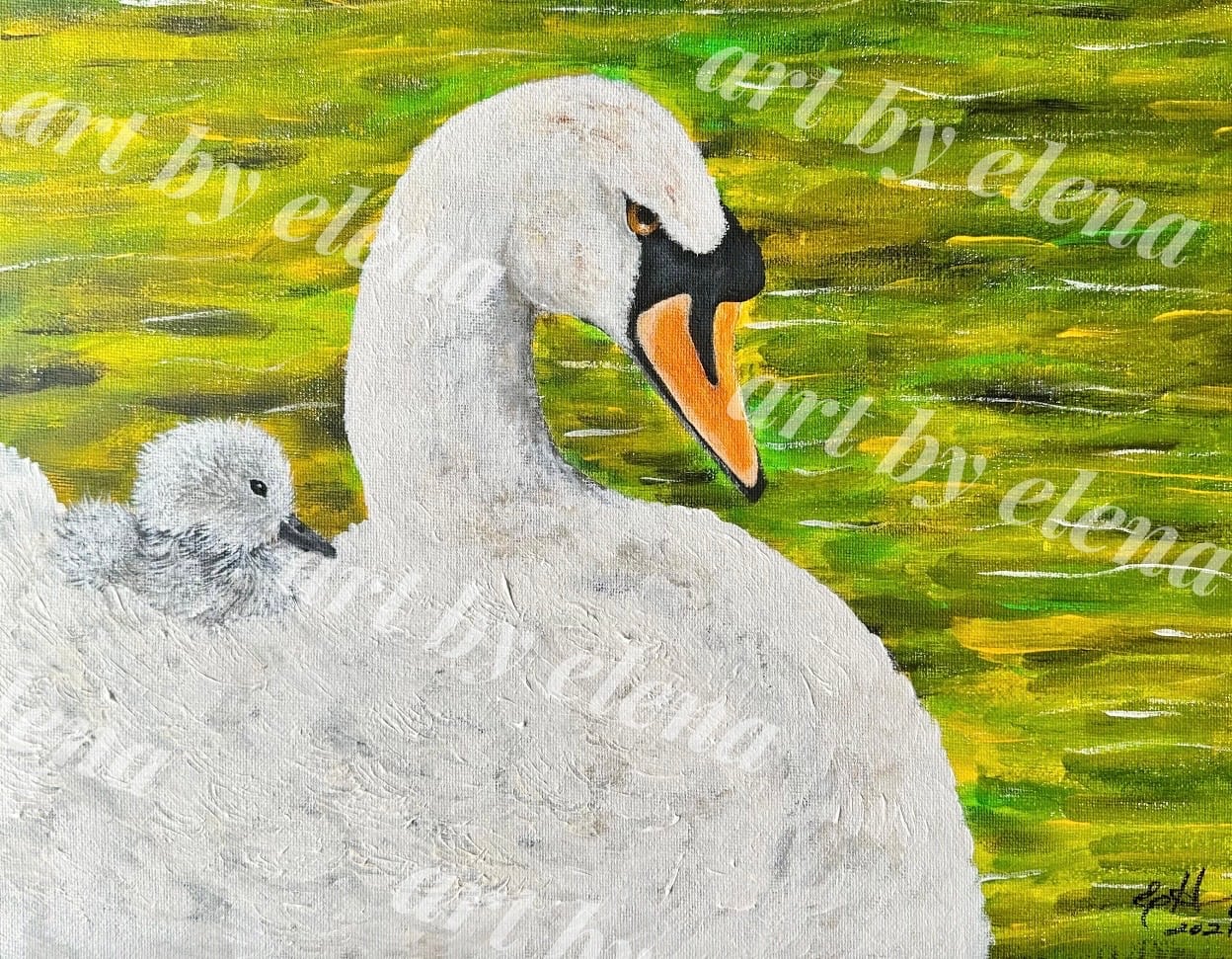 Swan and cygnet