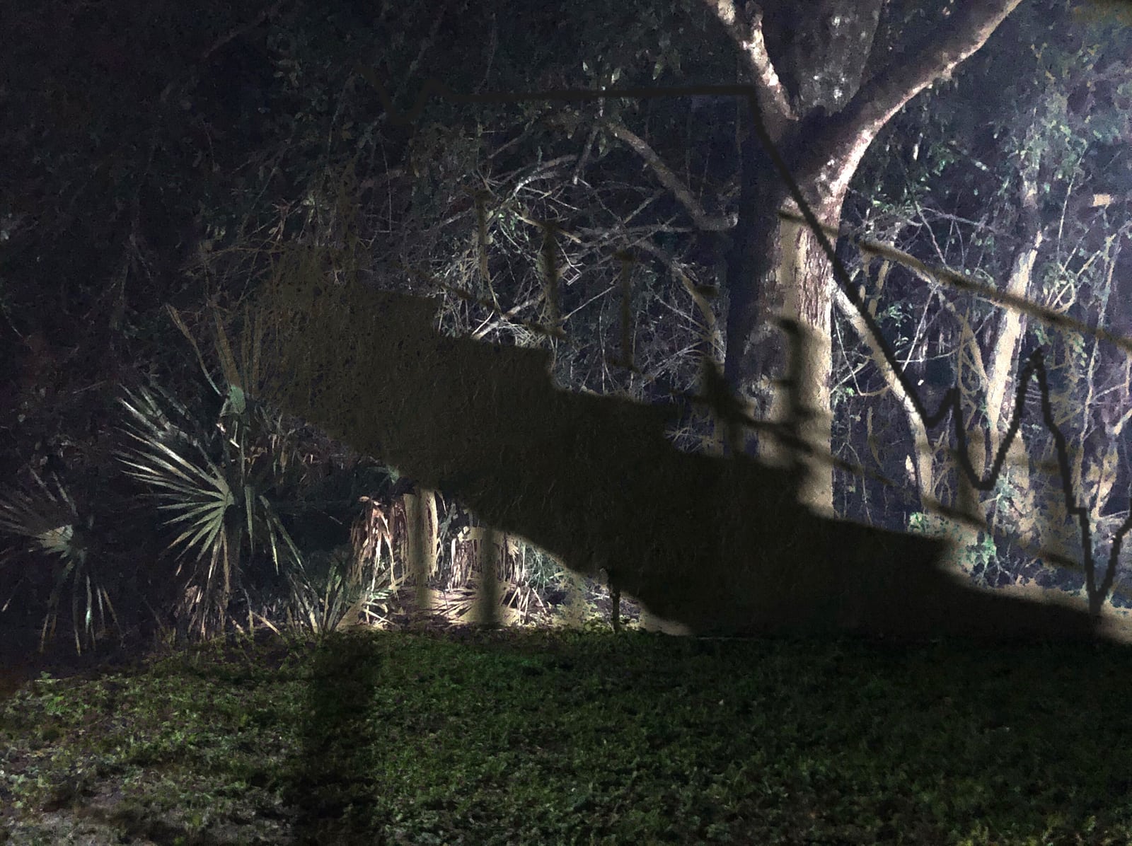 tree stairs