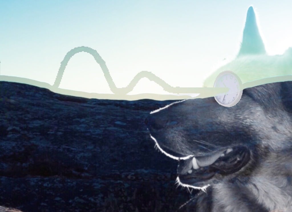 dog vision